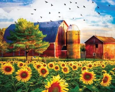 Sunflowers & Barn