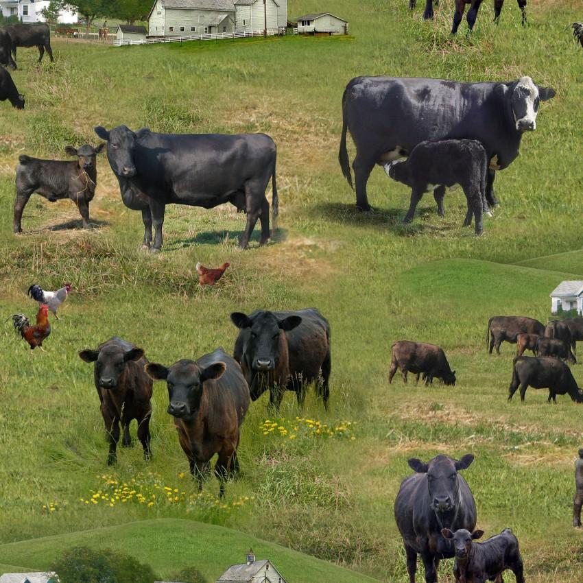 Farm Animals Black Cows