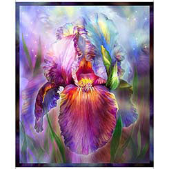 Rainbow Iris - 30112-X