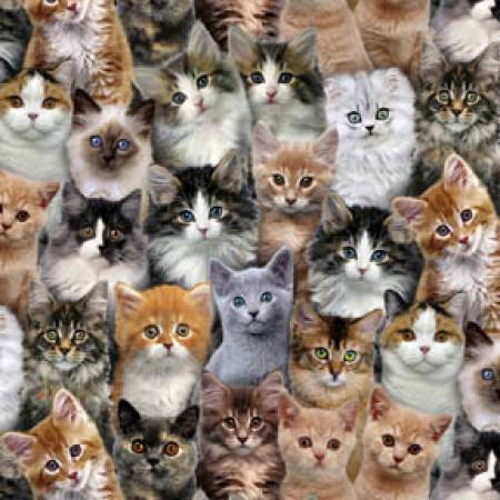 Multi Packed Cats 3802E-MLT