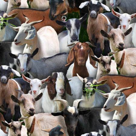 Farm Animals Goats 434-Black