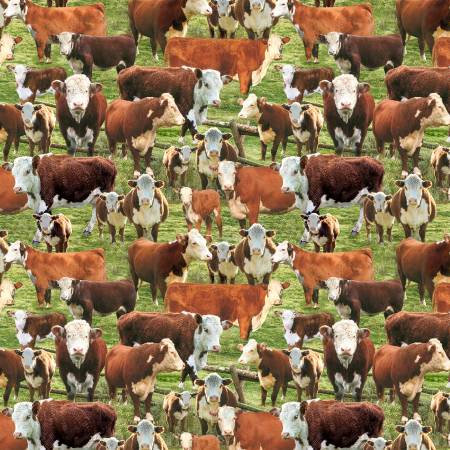 Multi Hereford Cows In A Corral CD3341-MULTI