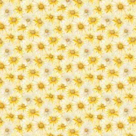 Whisper Yellow Packed Daisy CD3686-YELLOW