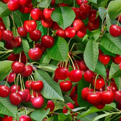 Cherries